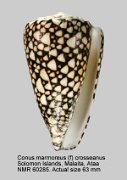 Conus marmoreus (f) crosseanus (3)